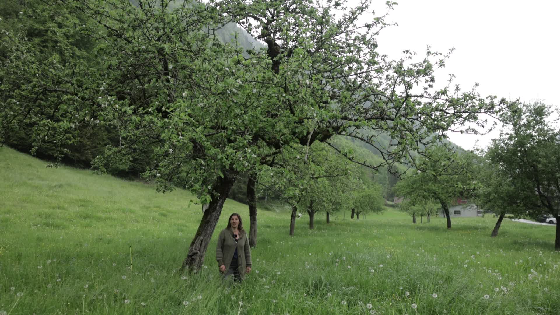 Apfelbaum